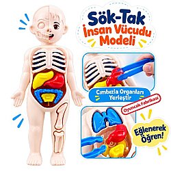 3D İnsan Vücudu Anatomi Modeli 14 Parça Cımbızlı Sök Tak Eğitici Oyuncak - Oem