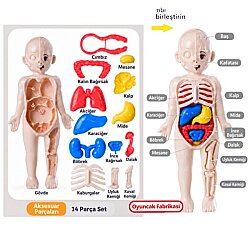3D İnsan Vücudu Anatomi Modeli 14 Parça Cımbızlı Sök Tak Eğitici Oyuncak - 2
